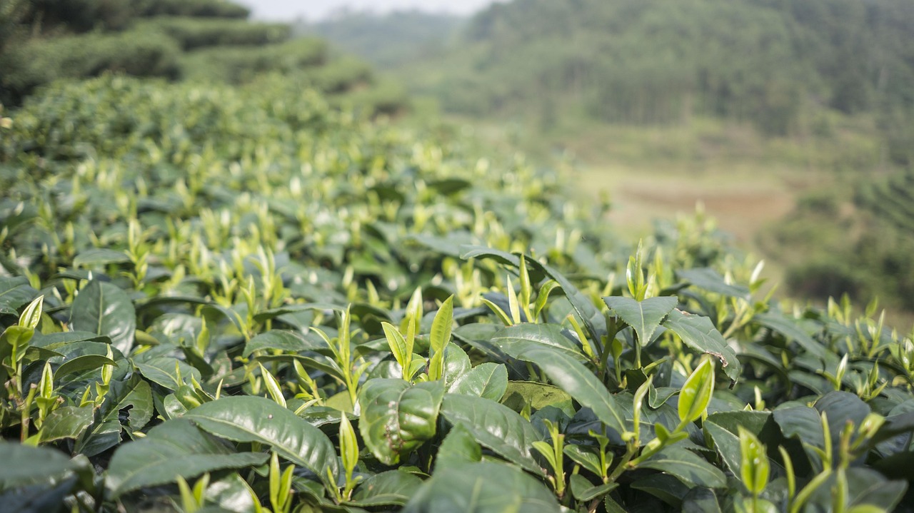 日春茶叶上市，新茶芬芳迎市场繁荣