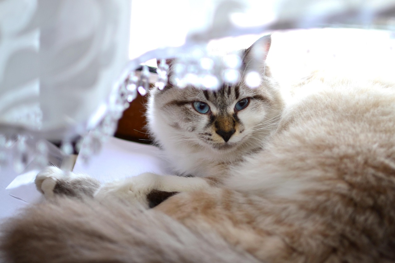 动漫猫情头，探索猫咪魅力与情感连结的动漫世界